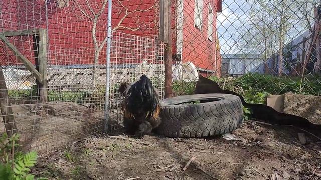 Купили нового петуха и курочек, название породы забыли.forgot the name of the rooster breed. смотреть онлайн