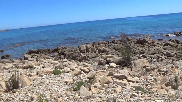 Crithmum Maritimum-finocchio Di Mare, Pianta Naturale Importante