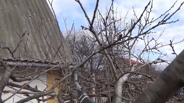 Слива_Особенности обрезки сливы после многократных прививок Ч 1 смотреть онлайн