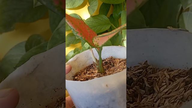 DAY 20 - Aglaonema Red Zircon 🌱❤️ - Growth Journey смотреть онлайн