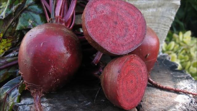 Выращивание свеклы в открытом грунте как бизнес смотреть онлайн