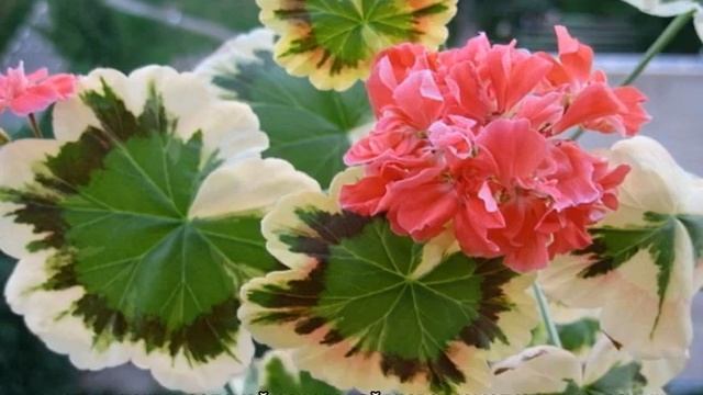 Пеларгония Fischers Appleblossom — посадка и уход смотреть онлайн