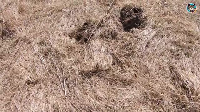 HOW DO I KEEP A MOLE AT HOME ! смотреть онлайн