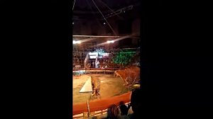 ВЛОГ. Ростовский цирк шоу "Королевские тигры Суматры" и кафе The burger