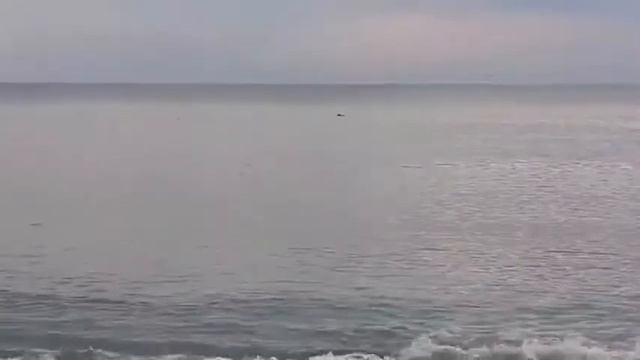 Дельфинчики в море смотреть онлайн