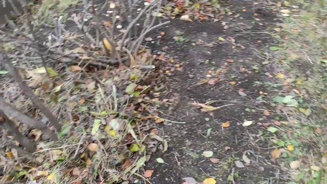 Обрезка кустов в 🌳САДУ🌳 смотреть онлайн