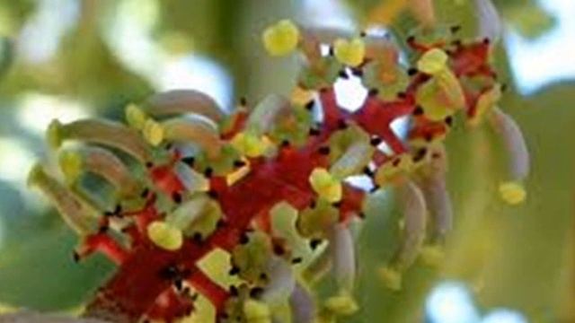 Ceratonia Siliqua L. (with Translation Text)