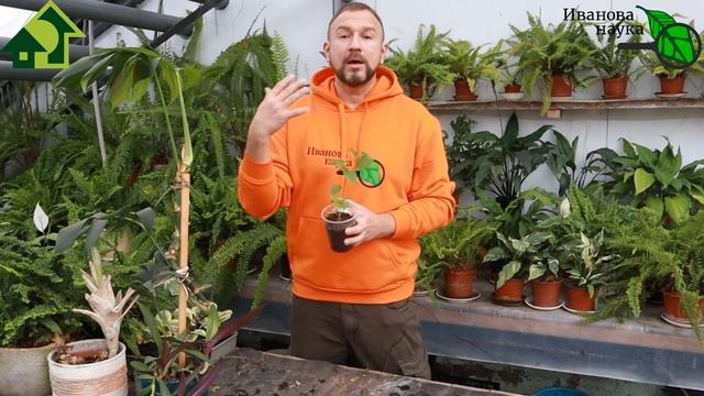 СДЕЛАЙТЕ ТАК И ЗАБУДЬТЕ О ВЕРШИНКЕ НАВСЕГДА! Большой урожай без вершинной гнили ГАРАНТИРОВАН! смотреть онлайн