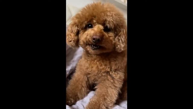 Я РЖАЛ ЦЕЛЫЙ ЧАС / СМЕШНЫЕ ЖИВОТНЫЕ ИЗ ТИК ТОКА / ТРЕШ ЖИВОТ БОЛИТ ОТ СМЕХА Kute Cats.funny cat . смотреть онлайн