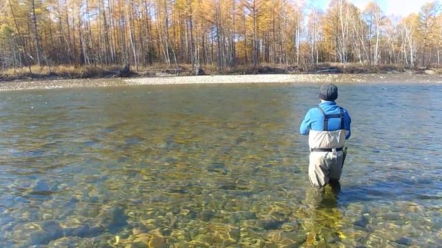 р. Единка, октябрь 2018. Ловим гольца, а попался хариус. смотреть онлайн