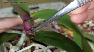 Орхидея заболела.Фузариоз.Обработка МАКСИМОМ.