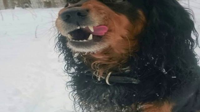 Собака лежала на обочине дороги, и когда она увидела людей, то едва подняла голову. смотреть онлайн