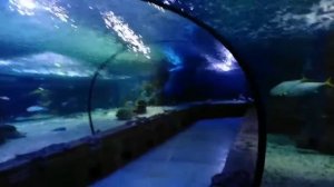 КУДА СХОДИТЬ В МОСКВЕ. Океанариум. ТРЦ Рио