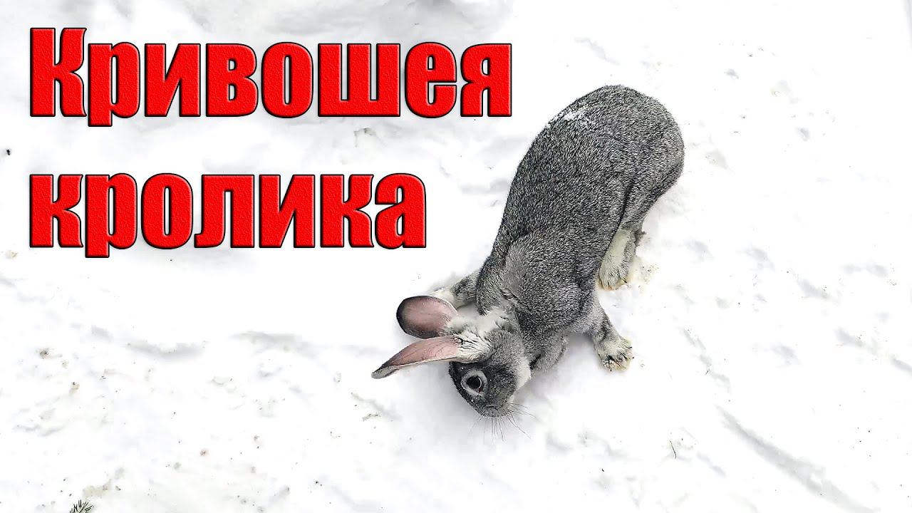 Кривошея у кроликов смотреть онлайн