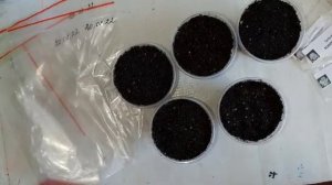 Посадка семян echeveria+sedum Январский эксперимент.