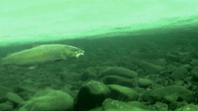 Эвенкия . Подводные съёмки . Ленок .