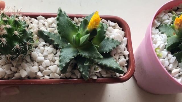 Faucaria tigrina tubarão смотреть онлайн