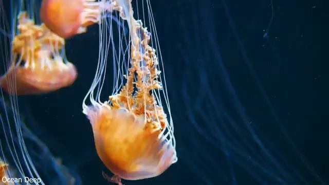 24HOURS Stunning Of 4K Underwater Wonders - Tropical Fish, Coral Reefs - Relaxing Music