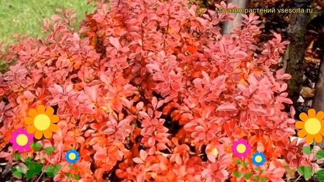 Барбарис тунберга Огненный шар (Фаербол). Краткий обзор, описание berberis thunbergii Fireball смотреть онлайн