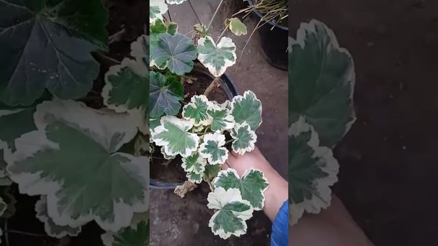 Самый эффектный сорт пеларгония "Duke of Edinburgh" смотреть онлайн