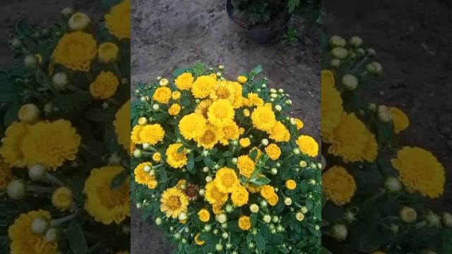 Шаровидные хризантемы...2 месяца после высадки. смотреть онлайн