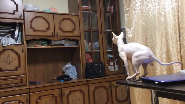 Сфинкс учится летать. смотреть онлайн