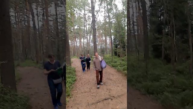 Доставка лилии и кубышки из лесного озера в дачный пруд смотреть онлайн