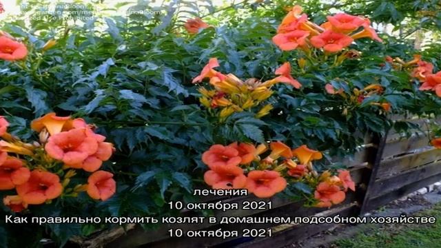Кампсис Мадам Гален – популярный теплолюбивый гибрид в вашем саду смотреть онлайн