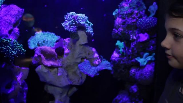 Aquazoo Düsseldorf - Aquarium und Museum in einem смотреть онлайн
