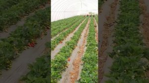 Клубника Кабрила в Теплице.