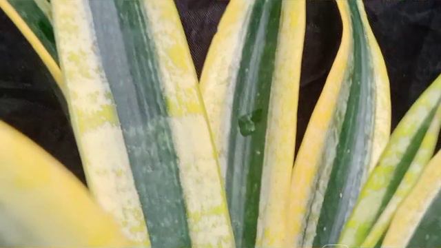 Sansevieria Trifasciata ‘Compacta’