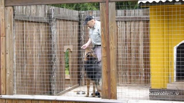 Дрессировка немецкой овчарки Алекса  Упражнения у чашки