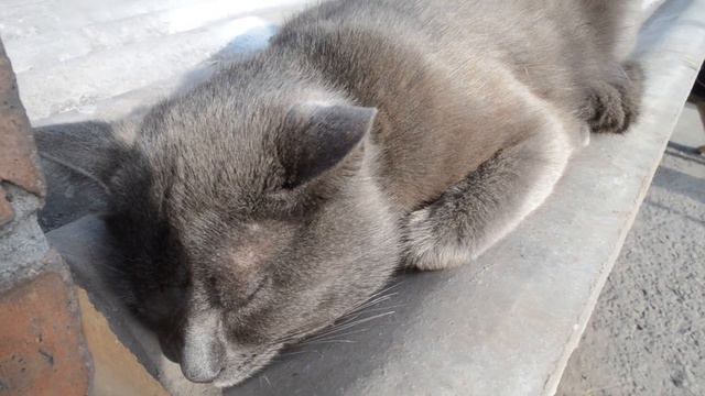 Котик спит смотреть онлайн