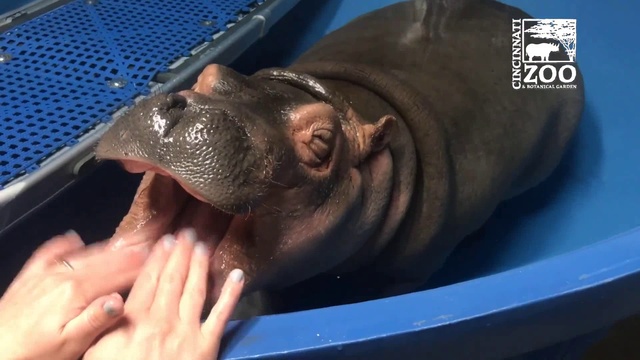 Бегемотик на осмотре у стоматолога смотреть онлайн