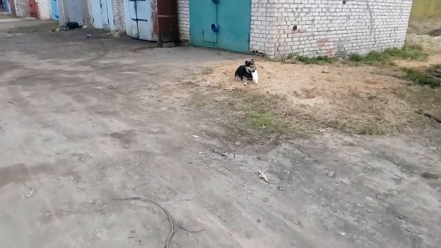 Собака играет смотреть онлайн