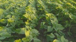 Подсолнечник сузука