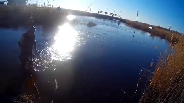 Крупный сазан на маховую удочку с поводоком 0,12! смотреть онлайн