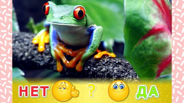 Изучаем животных🌈🐸🐣 Кто выше всех? Кто быстрее всех? Что кушает обезьянка?⭐️🏆 смотреть онлайн