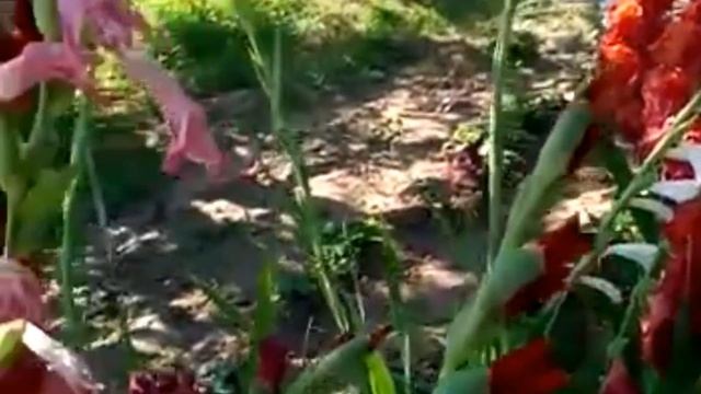 Моя осенняя клумба