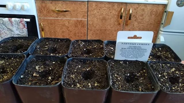 Посев пророщенных семян арбуза и подвоя.16.04.21.Этап №2 смотреть онлайн