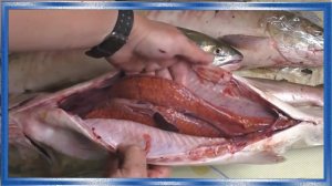 Как отличить самку от самца лососей,Горбуша,кета,сёмга, Рецепты из рыбы от fisherman dv. 27 rus