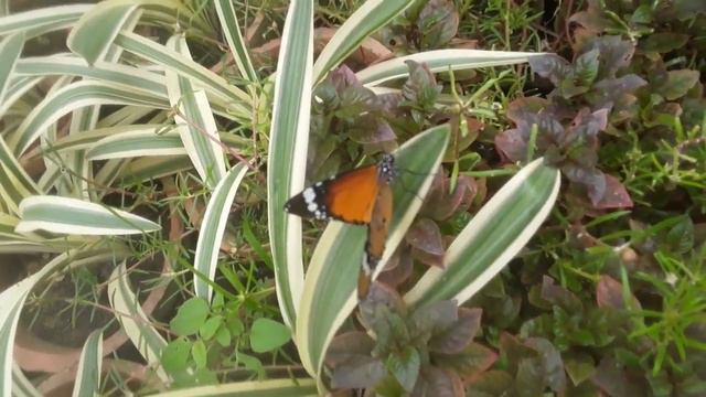 butterfly in nursery/ kitchen gardening and plants смотреть онлайн