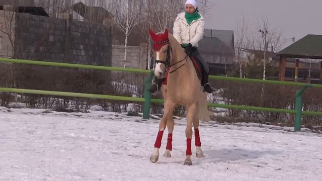 Обучение верховой езде в Алматы смотреть онлайн