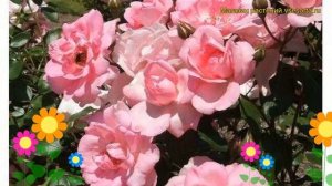 Роза флорибунда Сантенэр де Лурд. Краткий обзор, описание характеристик Centenaire de Lourdes