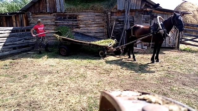 Косим траву телятам на зиму!