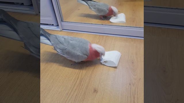 Хозяйственный розовый какаду. Дюша убирает за собой. смотреть онлайн