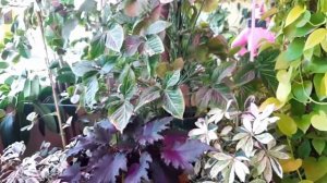 Джунгли в квартире. Обзор моих растений. Часть 4.