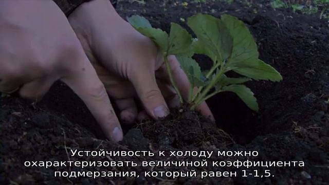 Клубника Берегиня смотреть онлайн