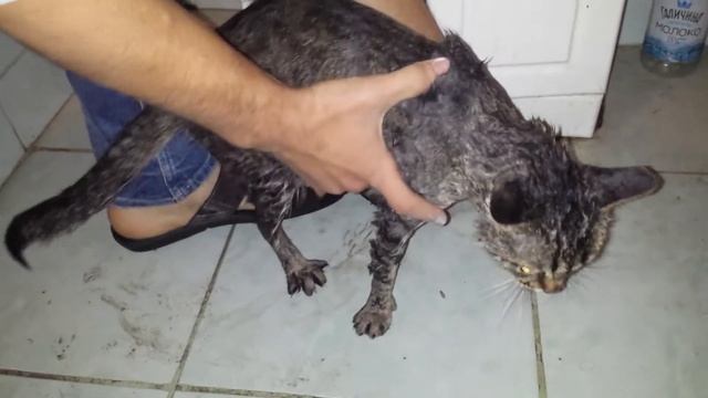 Как я купал свою кошку. Хозяйским мылом - дешевая профилактика от блох. Анти Город 20 смотреть онлайн