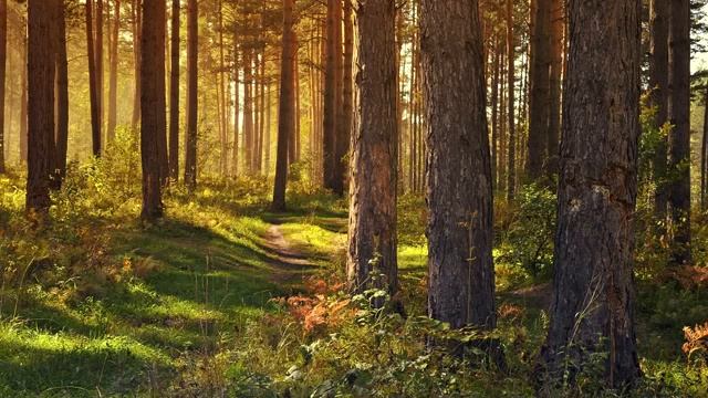 Музыка для творчества, вдохновения и отдыха смотреть онлайн